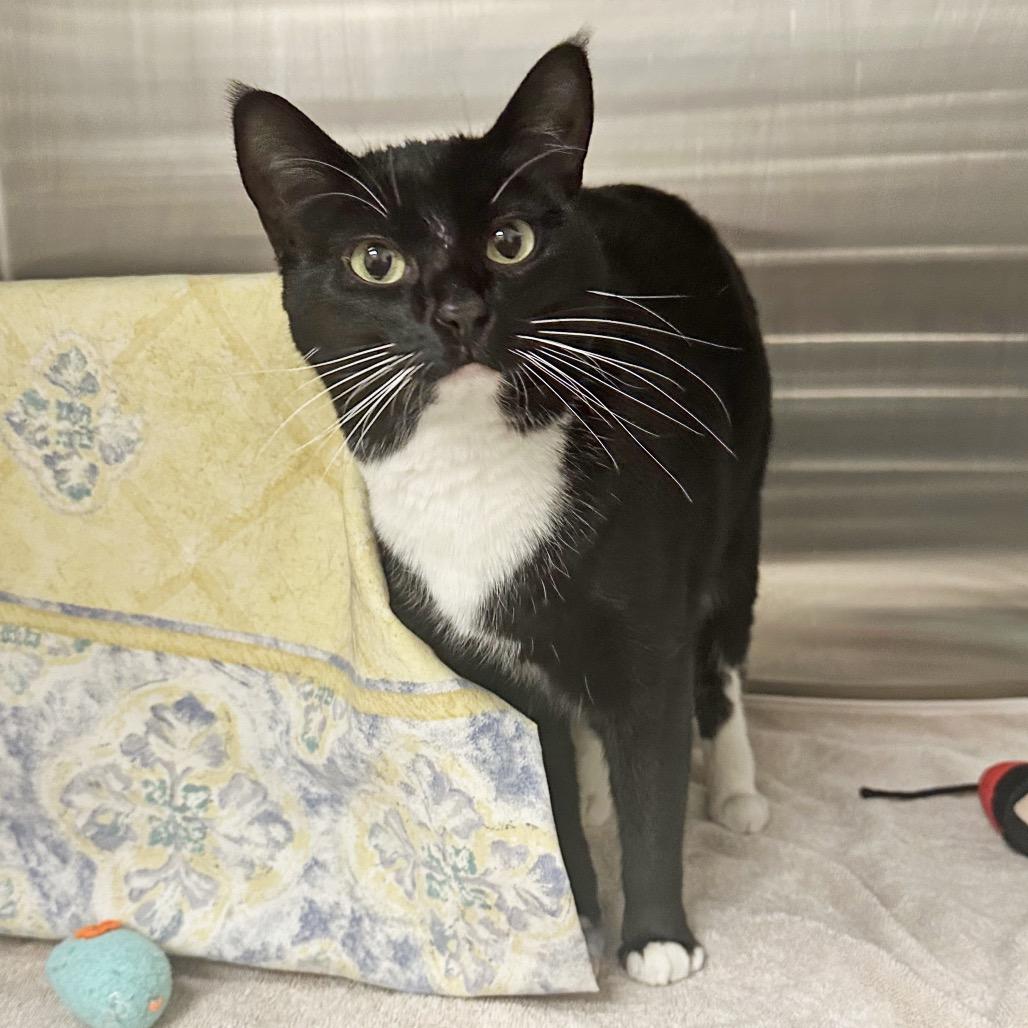 Hilda, a Adoptable Domestic Short Hair in Cody, WY image 3/6