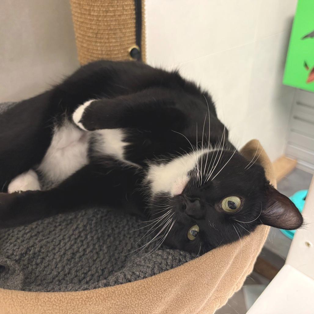 Hilda, a Adoptable Domestic Short Hair in Cody, WY image 4/6