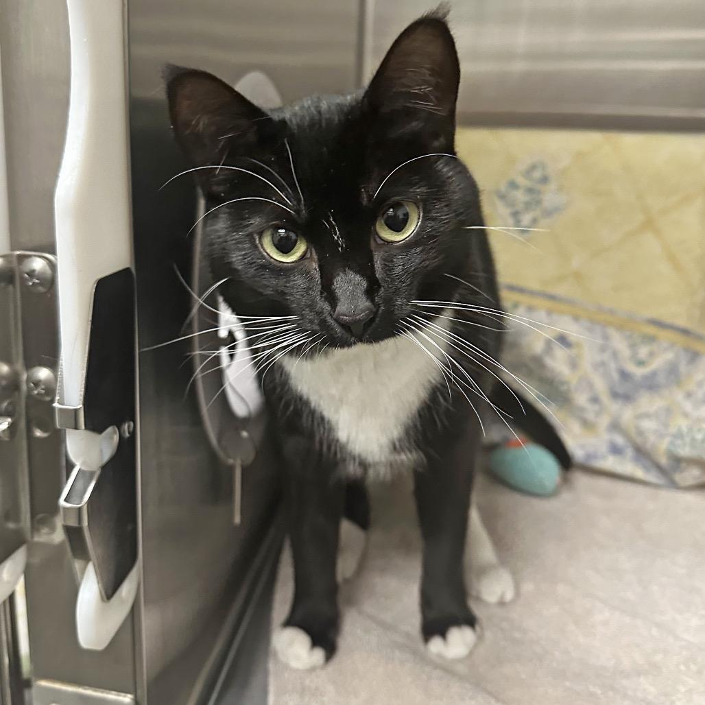 Hilda, a Adoptable Domestic Short Hair in Cody, WY image 5/6