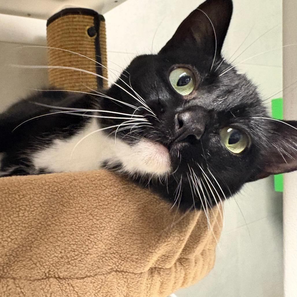 Hilda, a Adoptable Domestic Short Hair in Cody, WY image 6/6