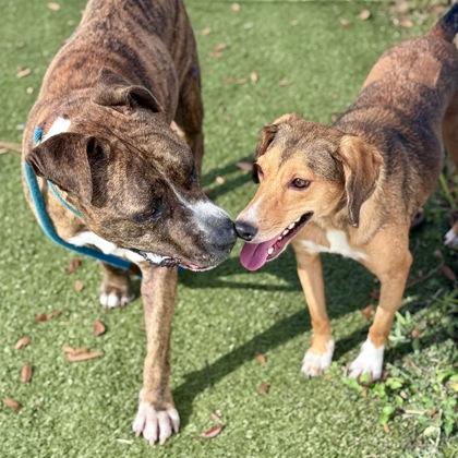 Zeus, a Adoptable Mixed Breed in Largo, FL image 1/3