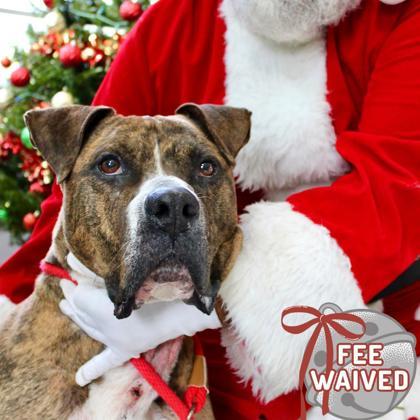 Zeus, a Adoptable Mixed Breed in Largo, FL image 3/3