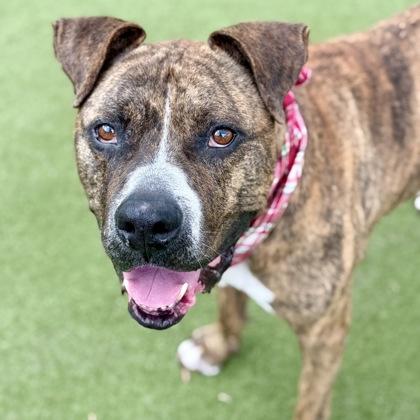 Enlarge Zeus, a Adoptable Mixed Breed in Largo, FL image 2/2