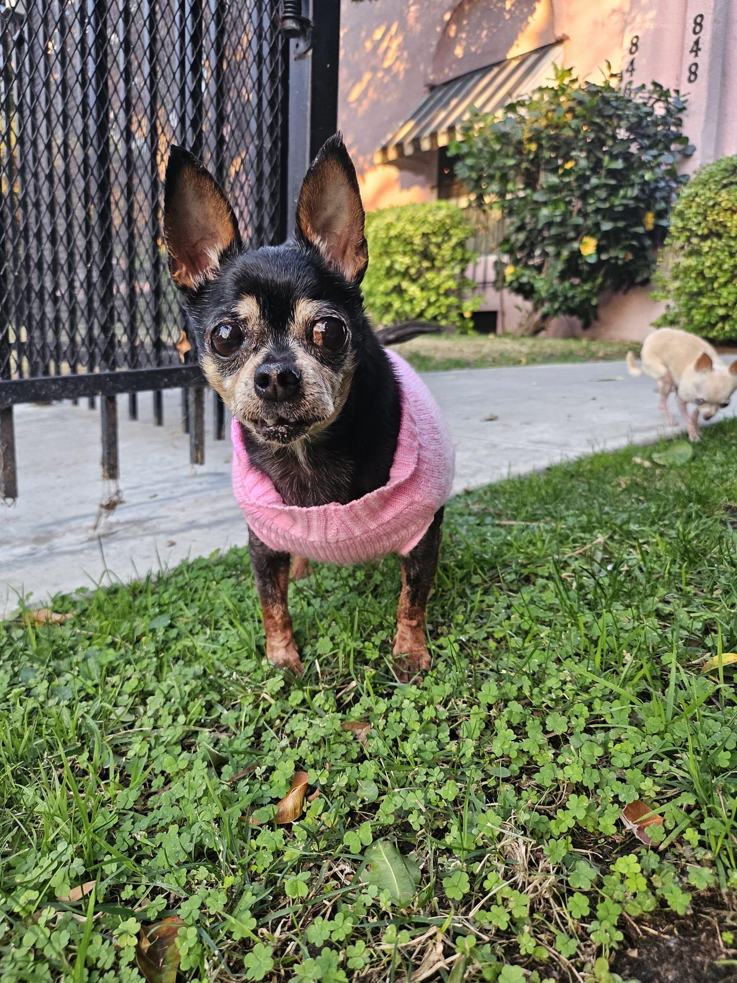 Koko, Adoptable, Senior Female Chihuahua & Miniature Pinscher.