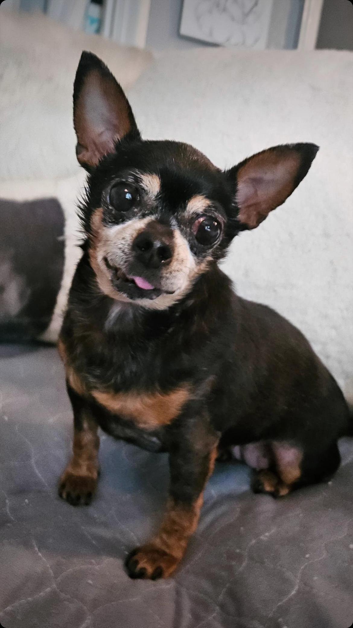 Enlarge Koko, a Adoptable mixed breed in Encino, CA image 2/3