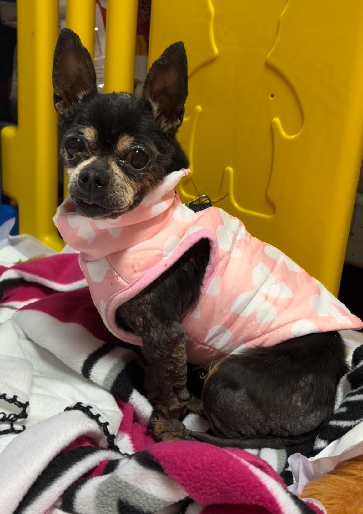 Enlarge Koko, a Adoptable mixed breed in Encino, CA image 3/3