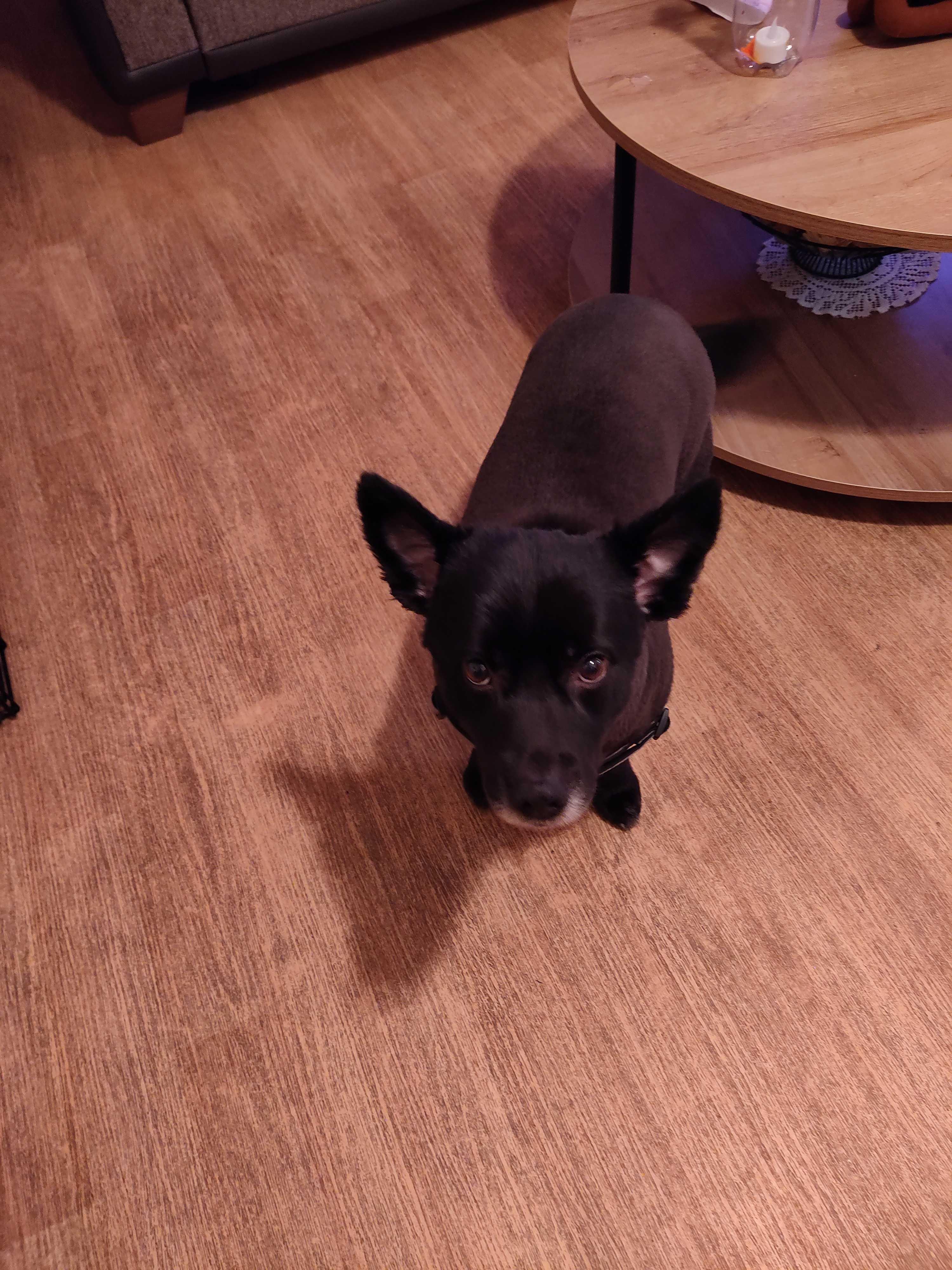 Enlarge Kiba, a ADOPTABLE mixed breed in Bayside, NY image 3/4