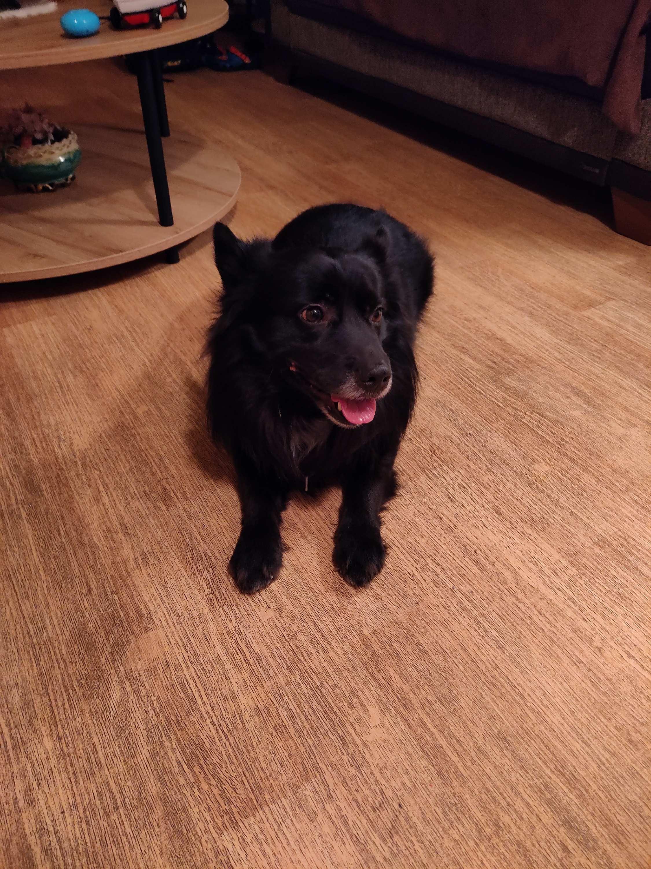 Enlarge Kiba, a ADOPTABLE mixed breed in Bayside, NY image 4/4