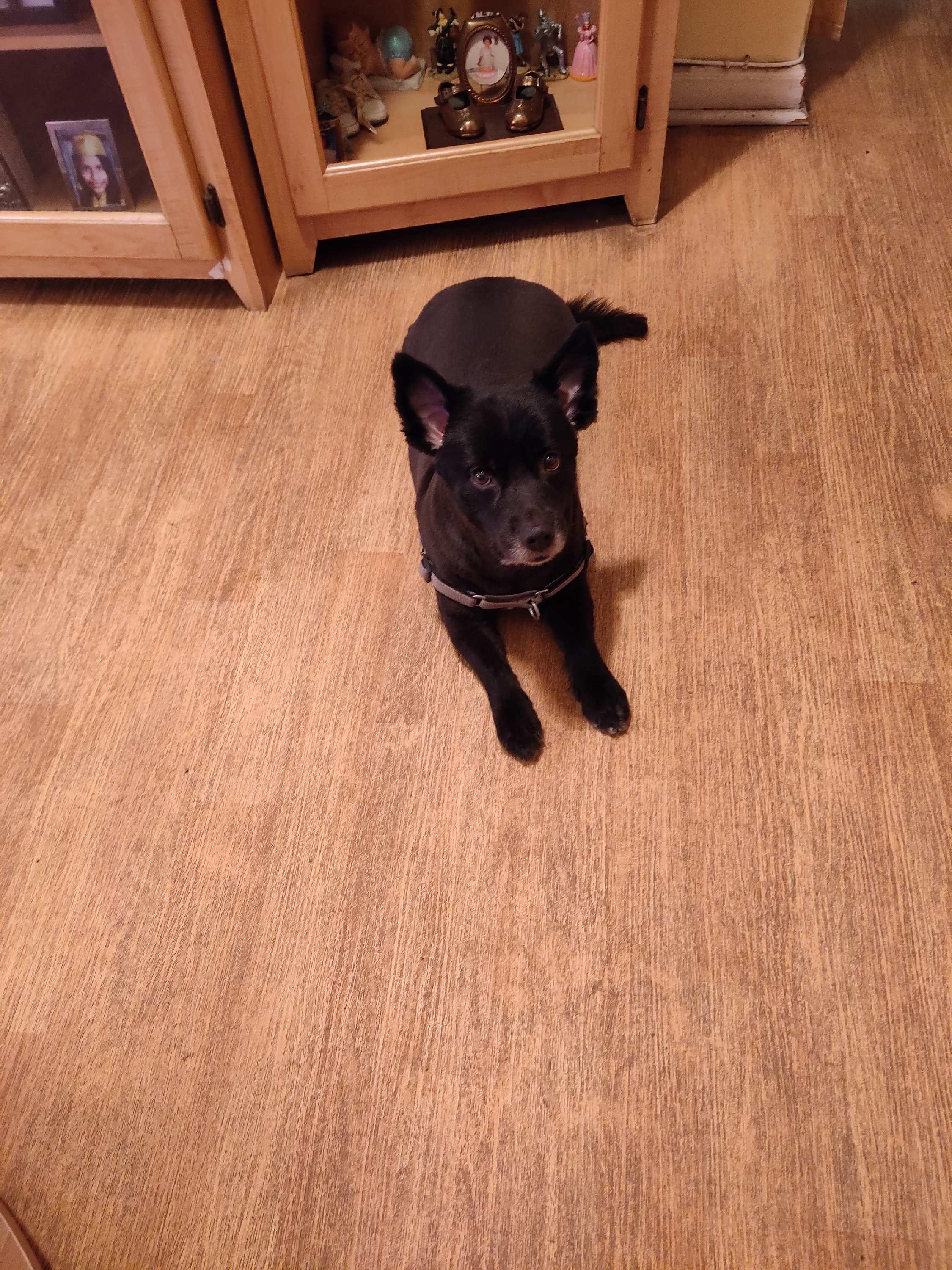 Kiba, ADOPTABLE, Young Male Shepherd & Corgi.