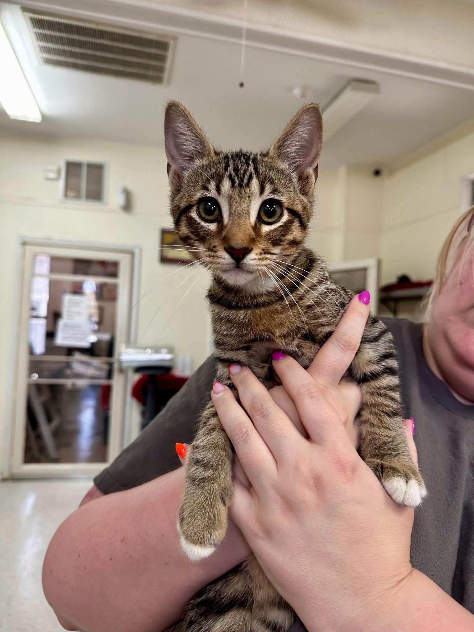 Berlioz, Adoptable, Kitten Male Domestic Short Hair.