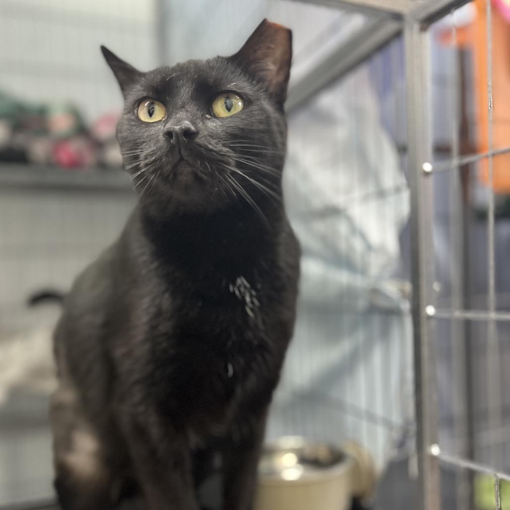 Enlarge Cressida, a Adoptable Domestic Short Hair in Mount Laurel, NJ image 1/2