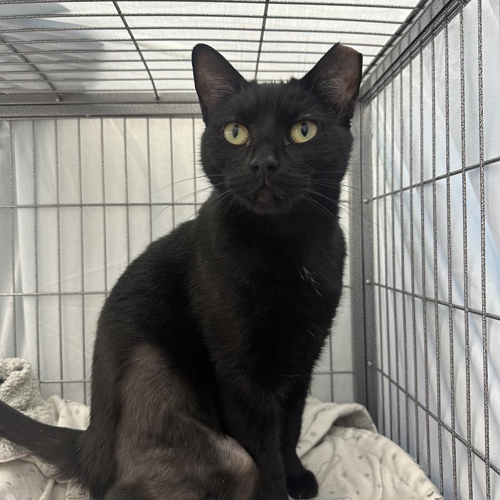 Enlarge Cressida, a Adoptable Domestic Short Hair in Mount Laurel, NJ image 2/2