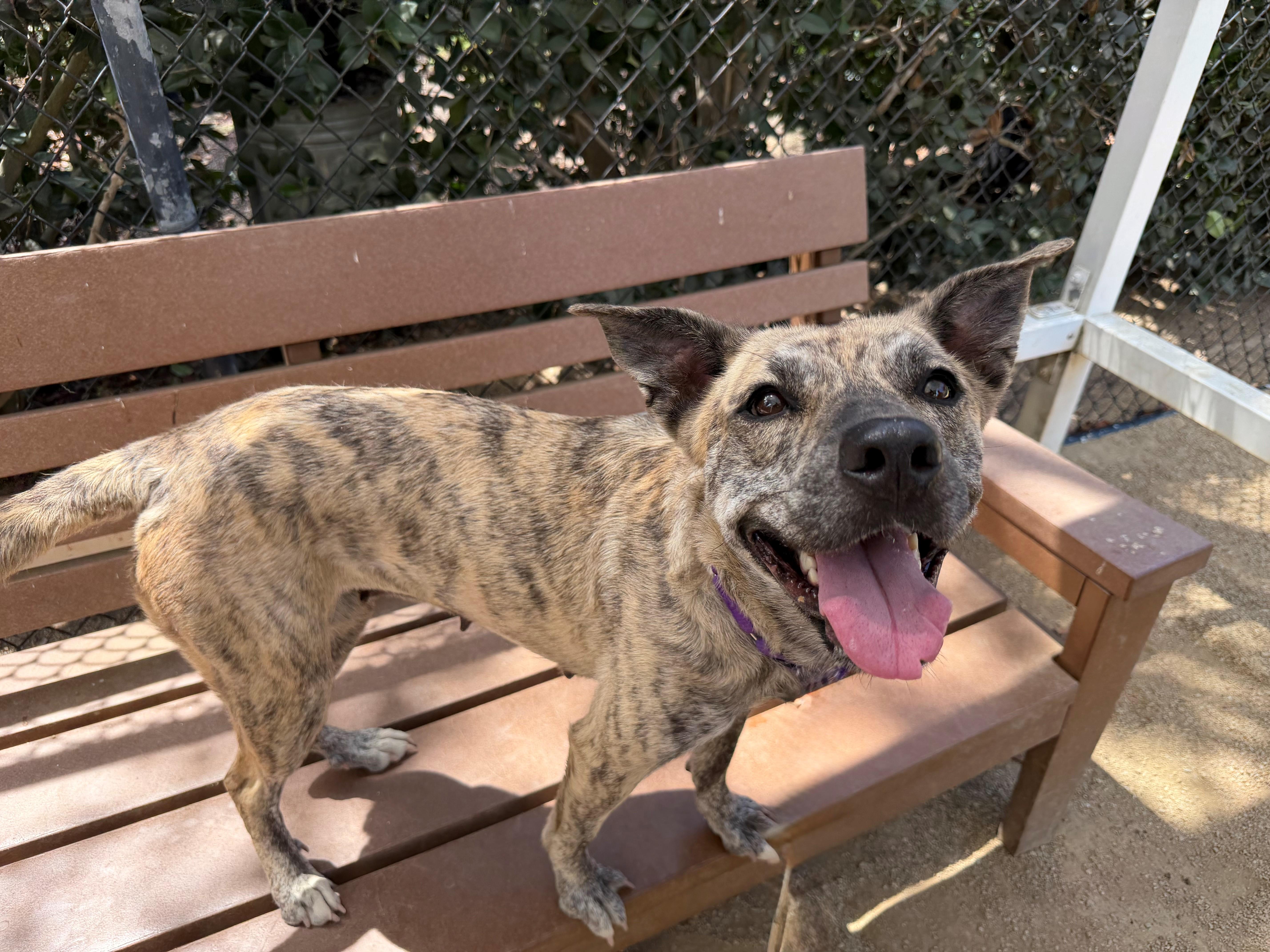 Stormy, ADOPTABLE, Adult Female Pit Bull Terrier.