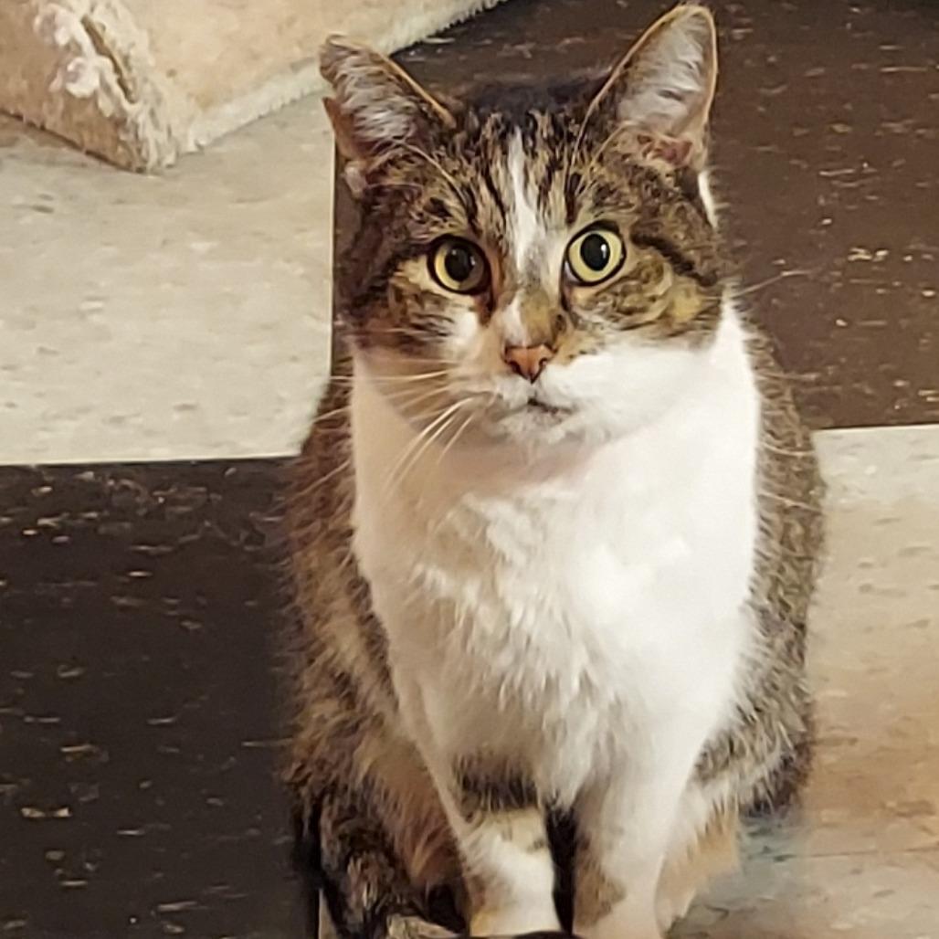 Calliope, Adoptable, Senior Female Domestic Short Hair.