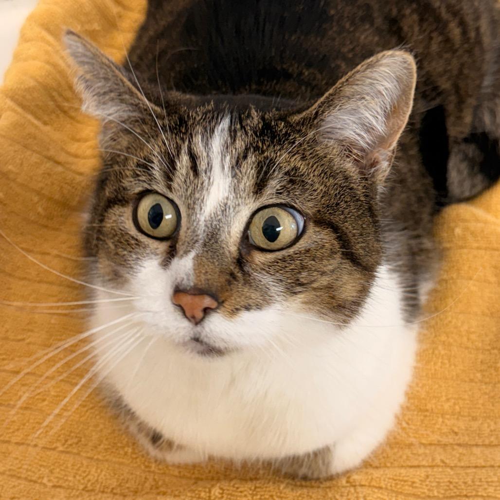 Enlarge Calliope, a Adoptable Domestic Short Hair in Evansville, IN image 2/6