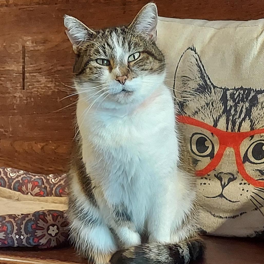 Enlarge Calliope, a Adoptable Domestic Short Hair in Evansville, IN image 3/6