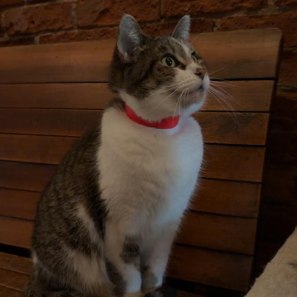 Enlarge Calliope, a Adoptable Domestic Short Hair in Evansville, IN image 4/6