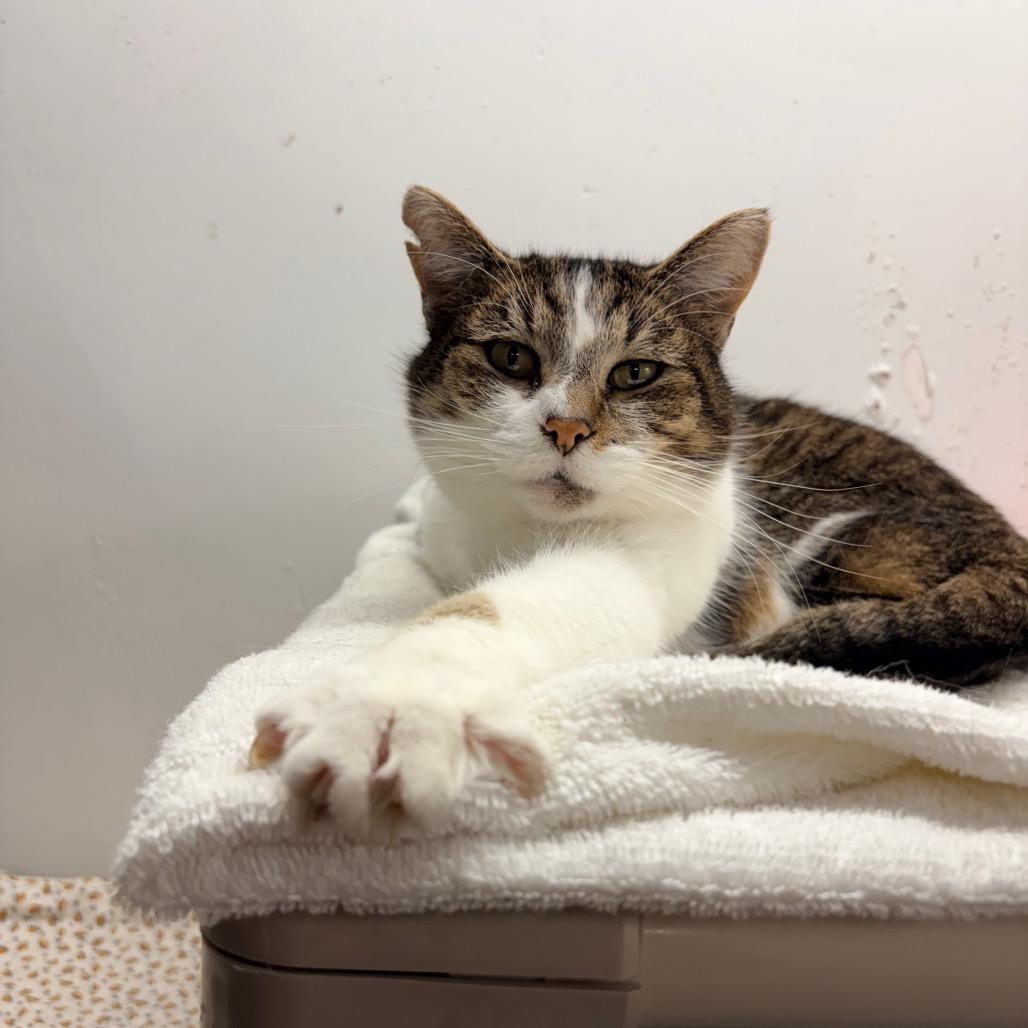 Enlarge Calliope, a Adoptable Domestic Short Hair in Evansville, IN image 5/6