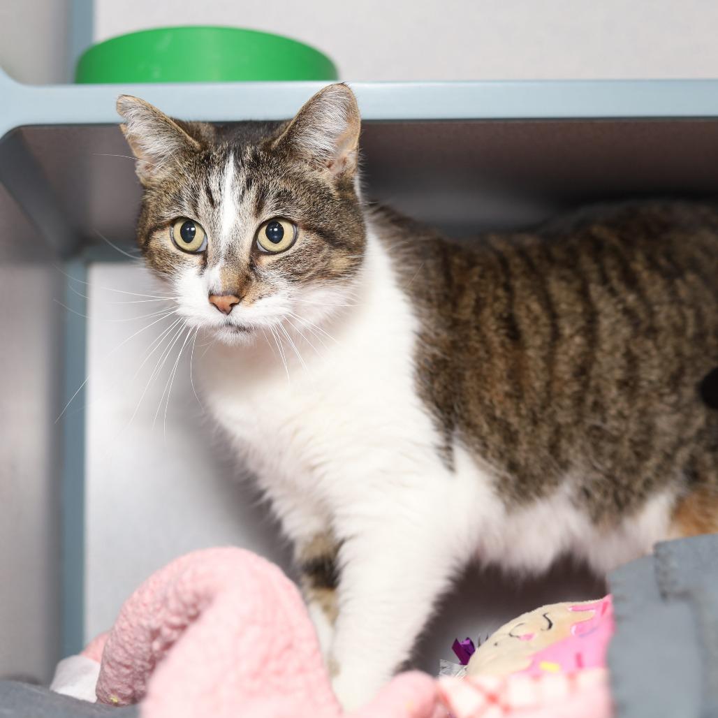 Enlarge Calliope, a Adoptable Domestic Short Hair in Evansville, IN image 6/6