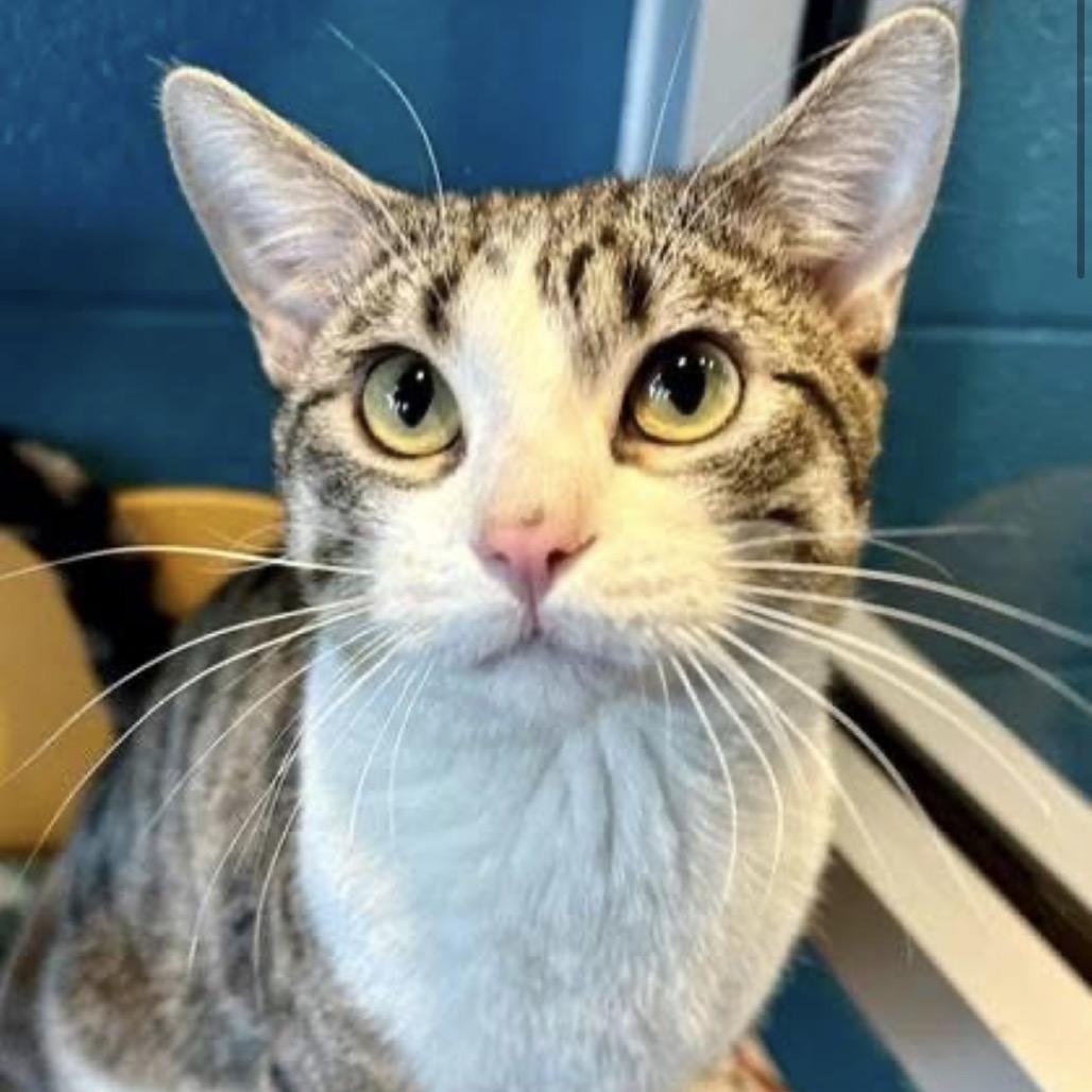 Enlarge Pedro Pspspscal, a Adoptable Domestic Short Hair in Granby, MO image 3/3