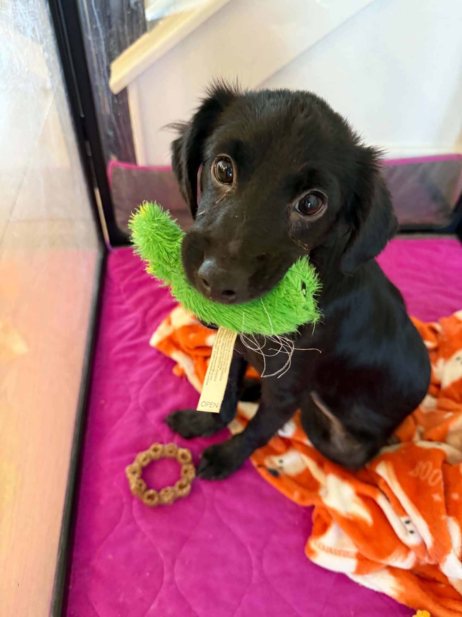 Lucha, an adoption pending mixed breed in Flint , MI image 1/6