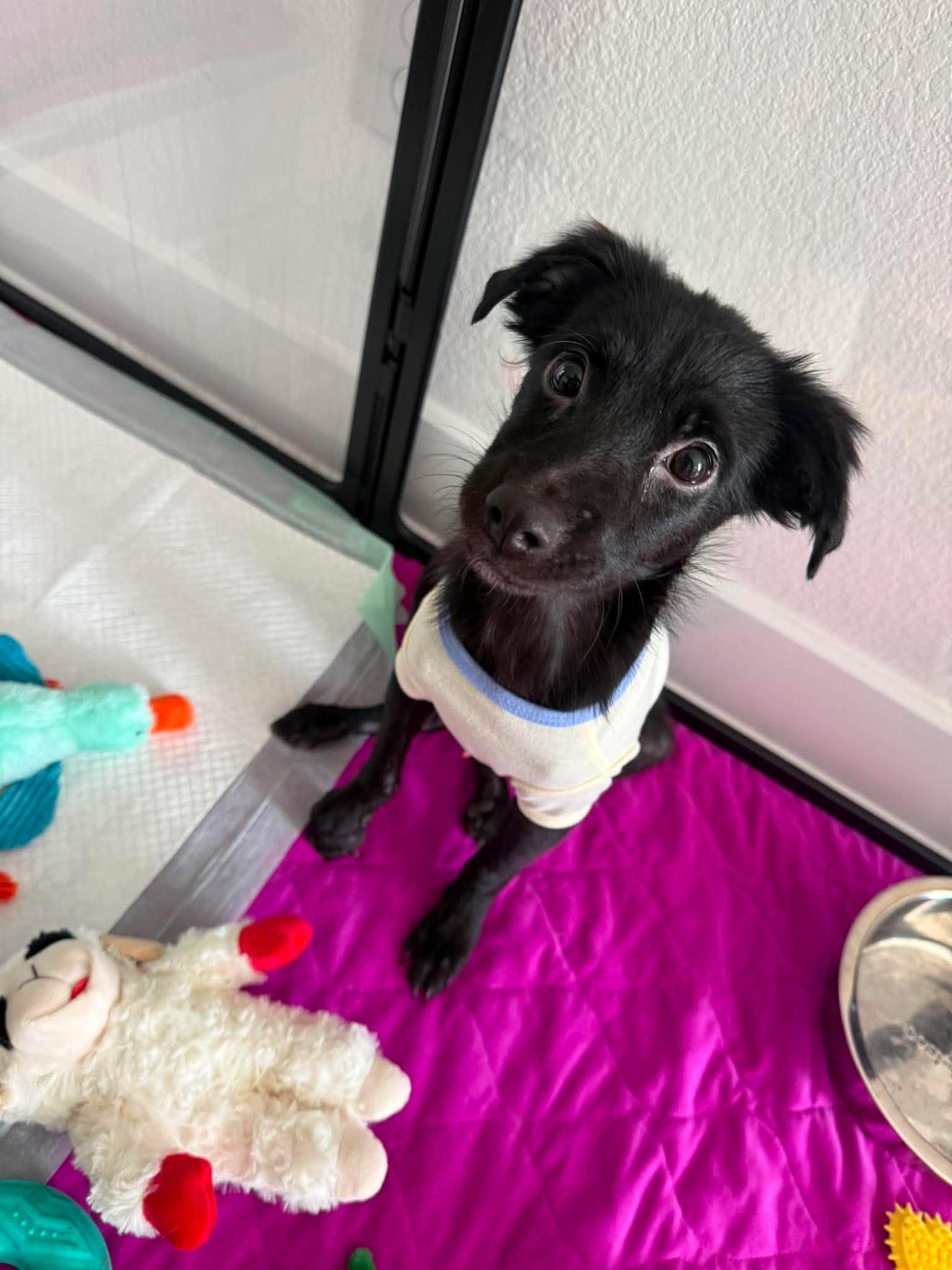 Lucha, an adoption pending mixed breed in Flint , MI image 5/6