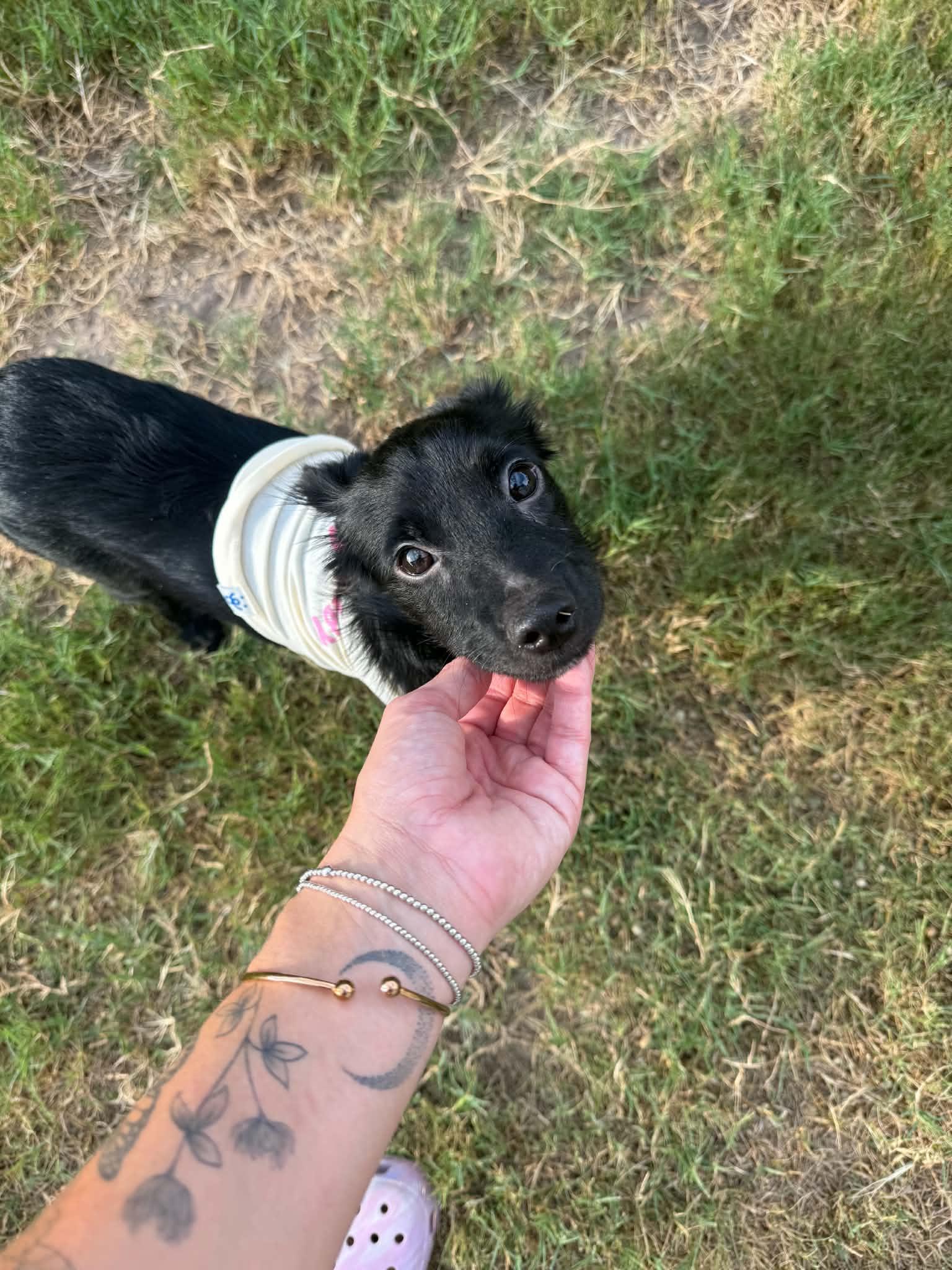 Lucha, an adoption pending mixed breed in Flint , MI image 2/6