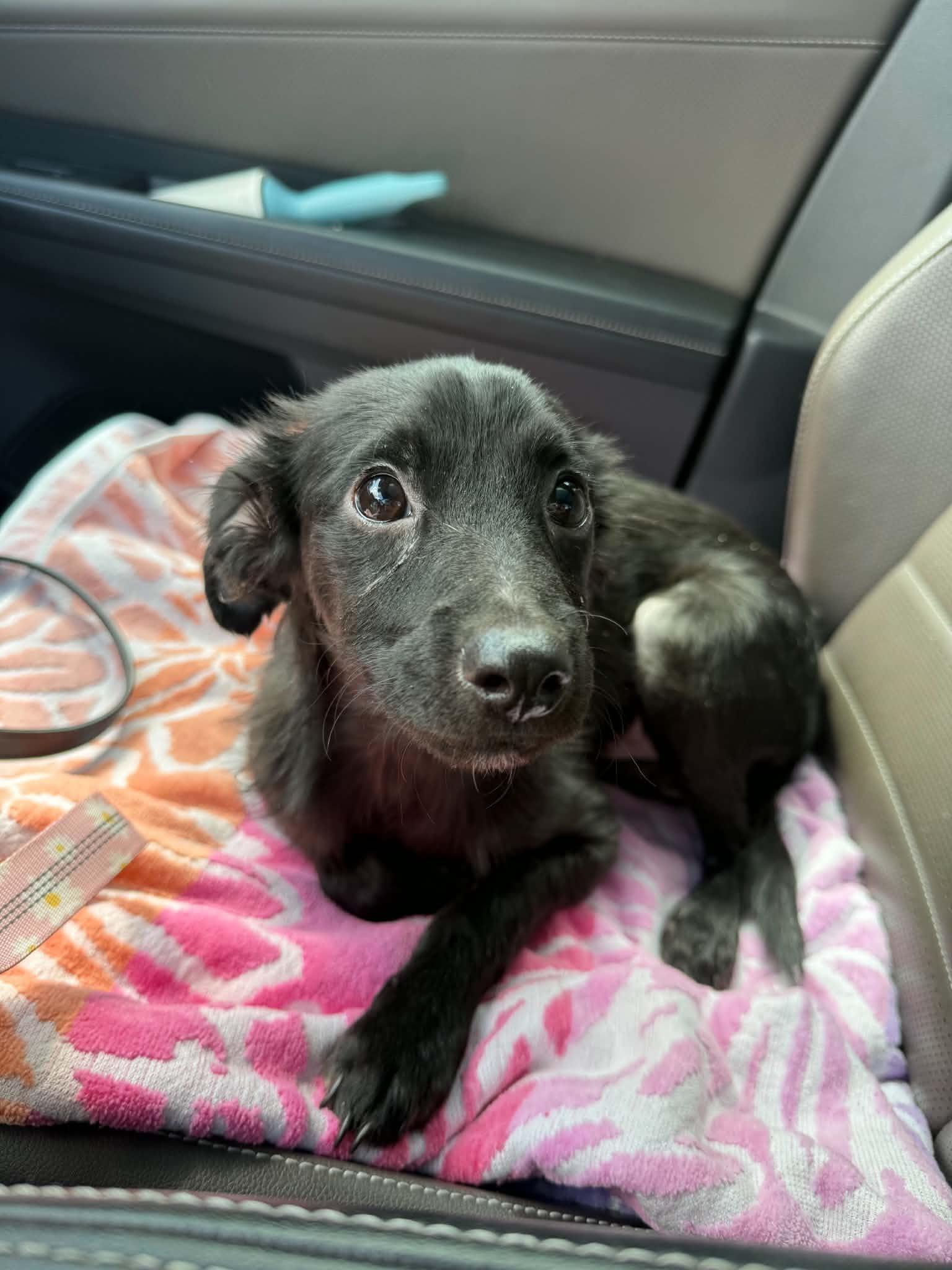 Lucha, an adoption pending mixed breed in Flint , MI image 6/6