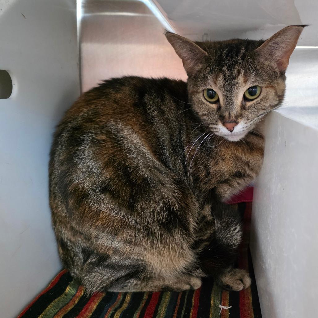 Enlarge Elisa, a Adoptable Domestic Short Hair in Eureka Springs, AR image 1/1