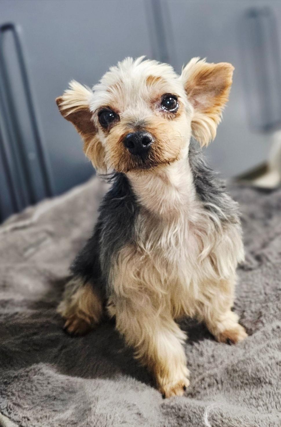 Enlarge MUMU", a Adoptable Silky Terrier in Springfield, VA image 2/4