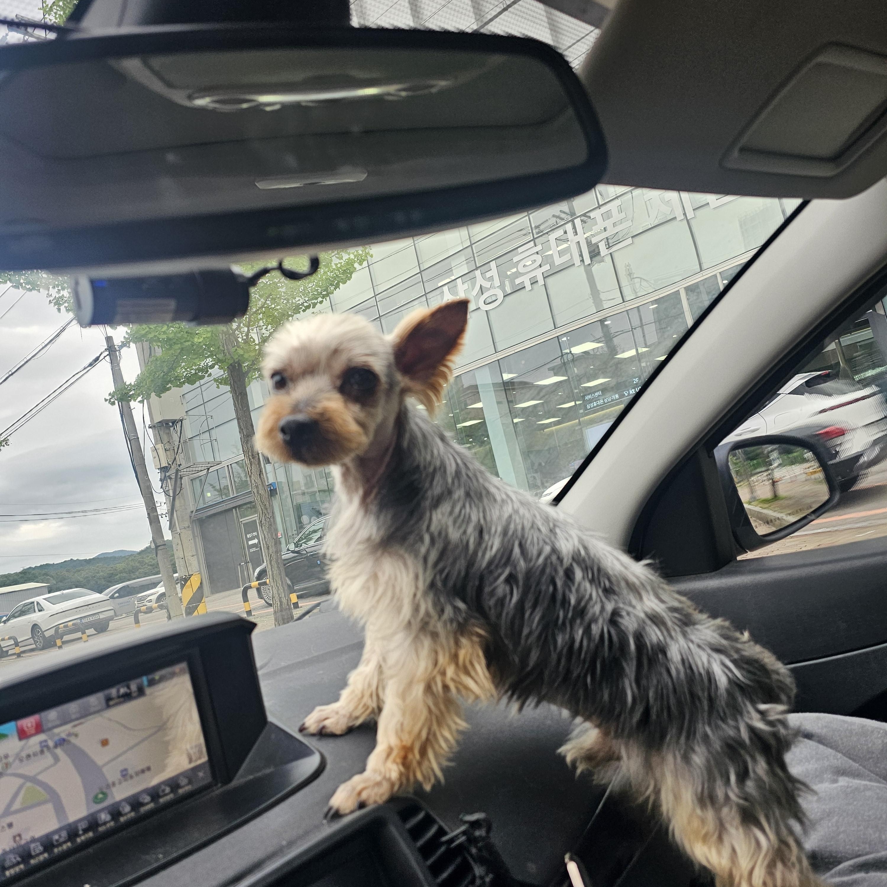 Enlarge MUMU", a Adoptable Silky Terrier in Springfield, VA image 4/4