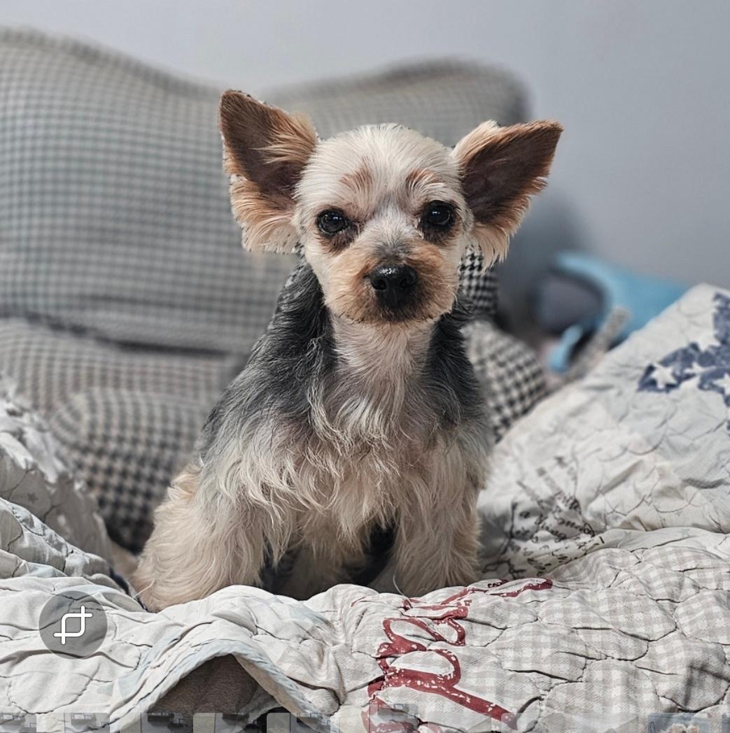 Enlarge MUMU", a Adoptable Silky Terrier in Springfield, VA image 3/4