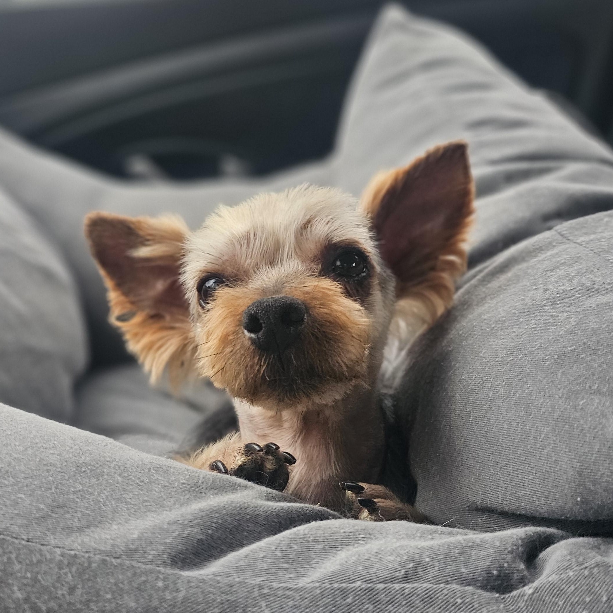 MUMU", Adoptable, Adult Male Silky Terrier.