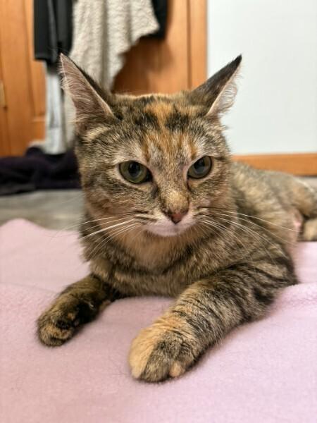 Westy, Adoptable, Young Female Domestic Short Hair.