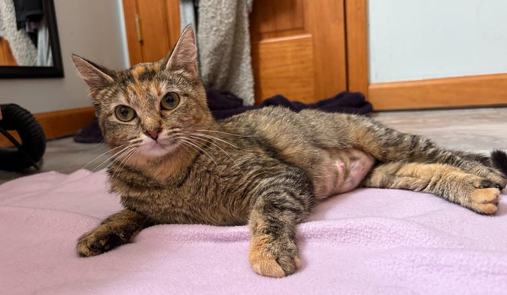 Enlarge Westy, a Adoptable mixed breed in South Bend, IN image 2/4