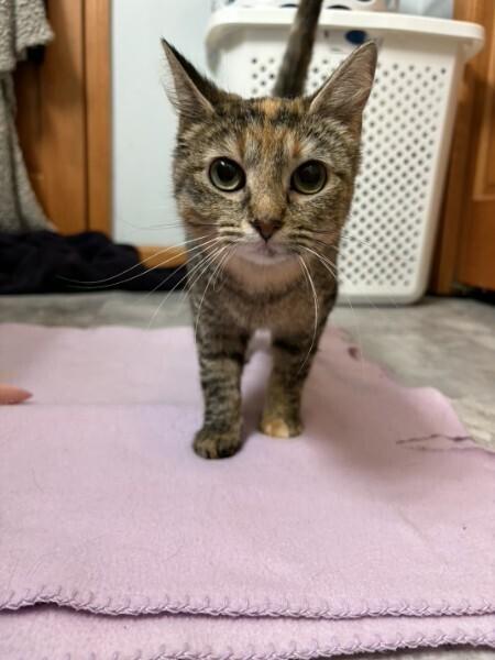 Enlarge Westy, a Adoptable mixed breed in South Bend, IN image 4/4