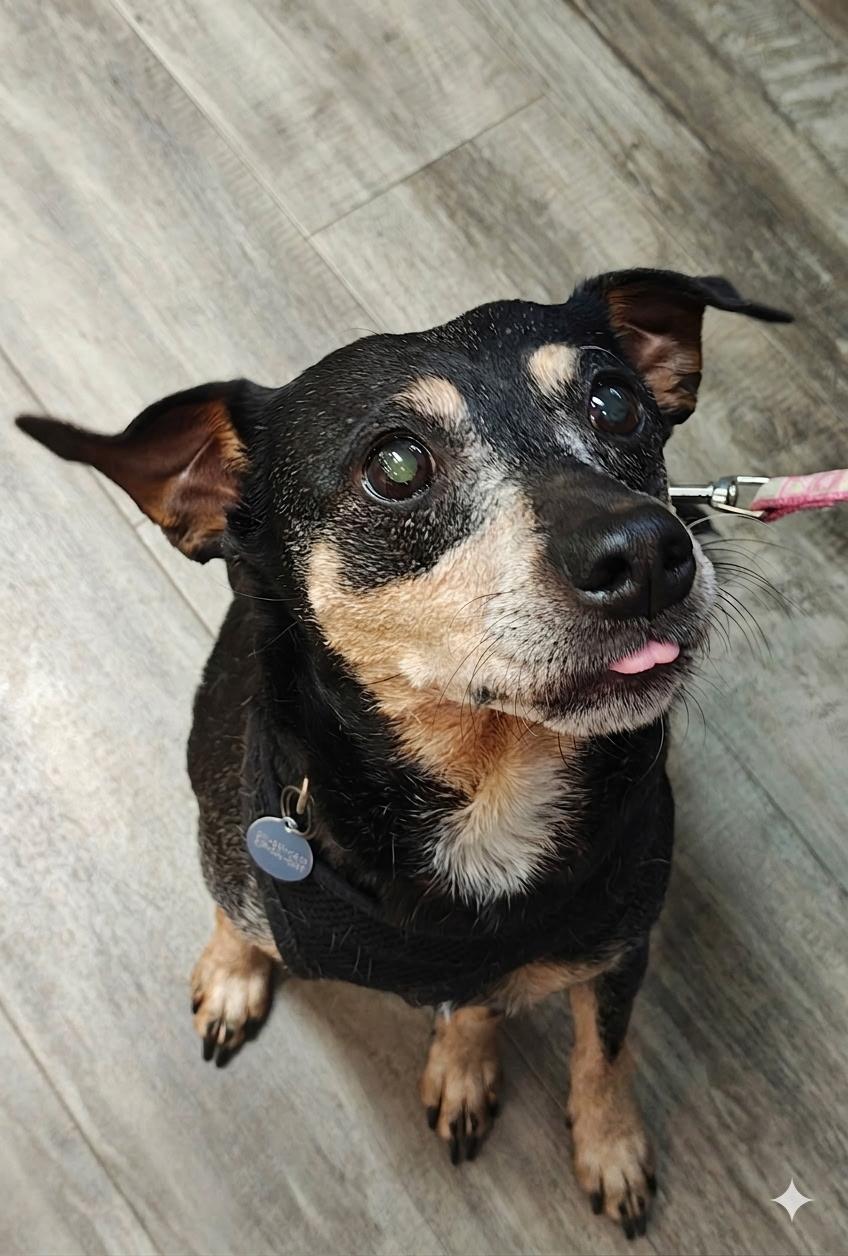 Lemon, a ADOPTABLE mixed breed in Wilmington, NC image 2/2