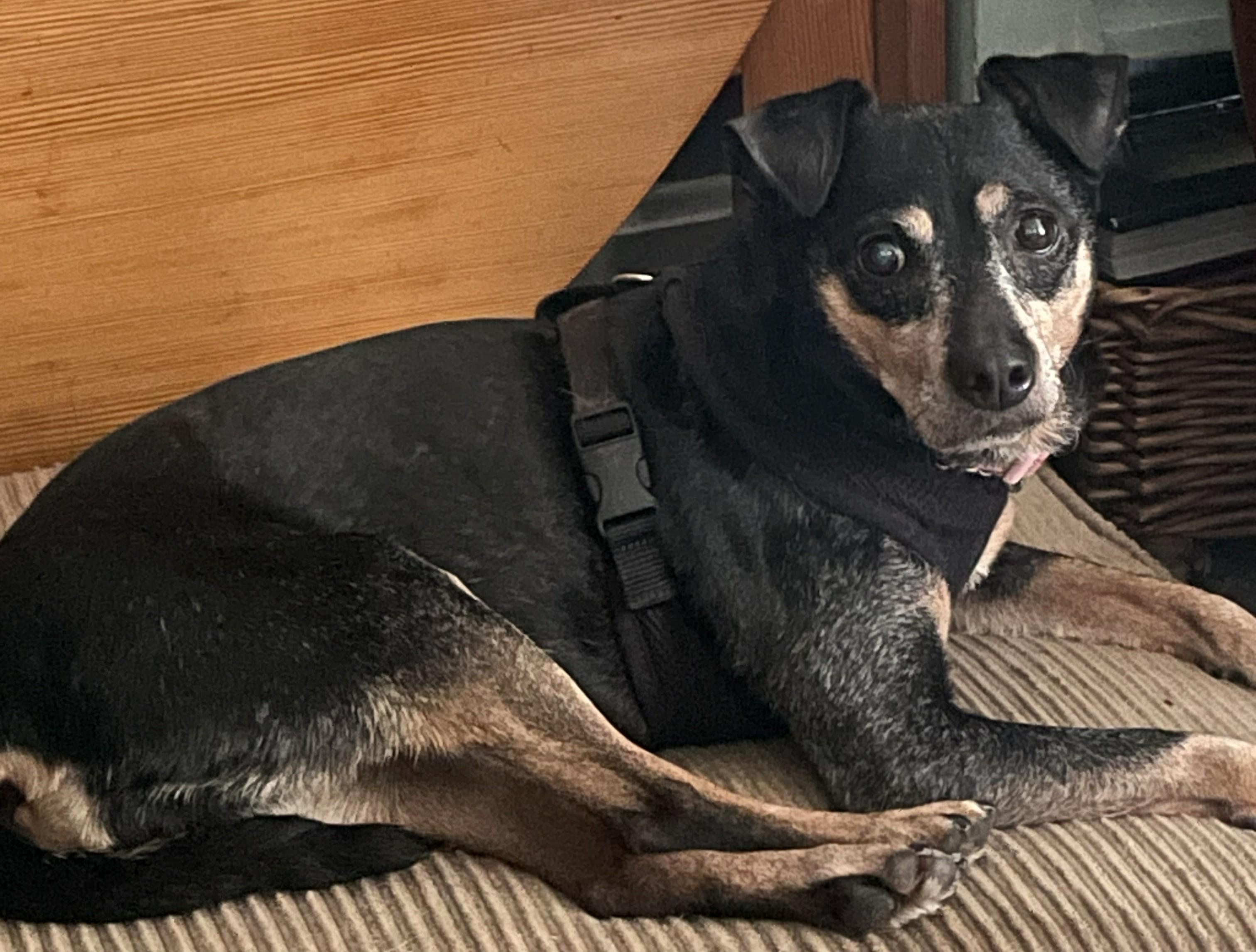 Lemon, a ADOPTABLE mixed breed in Wilmington, NC image 1/2