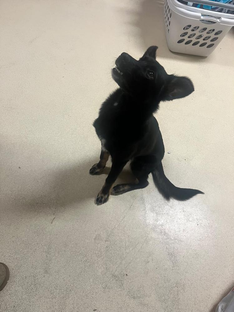 Chicken Wing, Adoptable, Puppy Female Mixed Breed.
