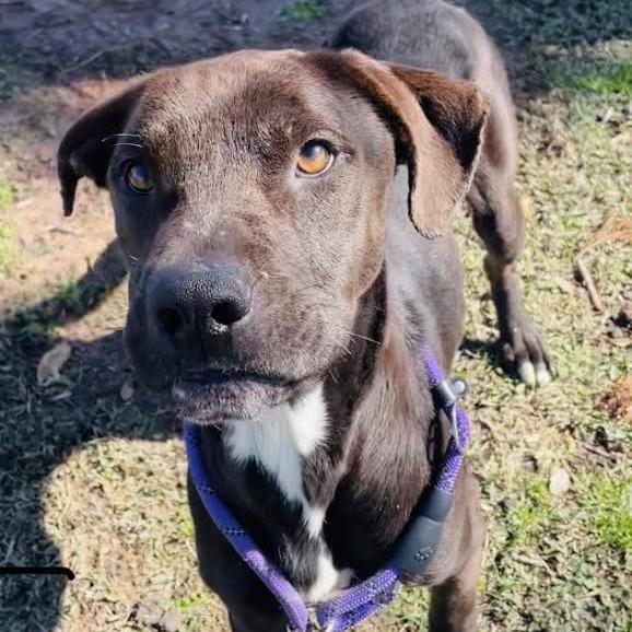 Barometer, Adoptable, Adult Male Mixed Breed.