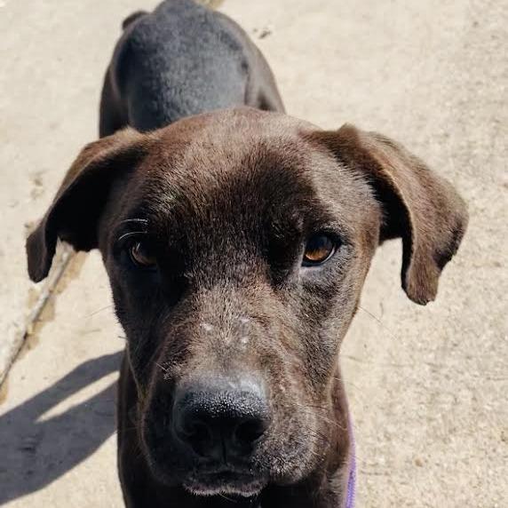 Enlarge Barometer, a Adoptable Mixed Breed in Lake Jackson, TX image 2/3