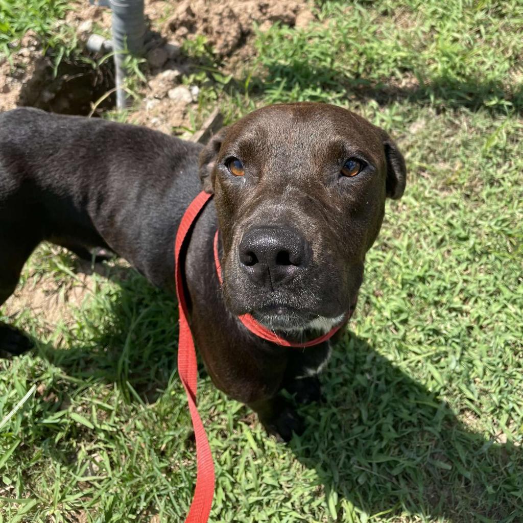 Enlarge Barometer, a Adoptable Mixed Breed in Lake Jackson, TX image 3/3