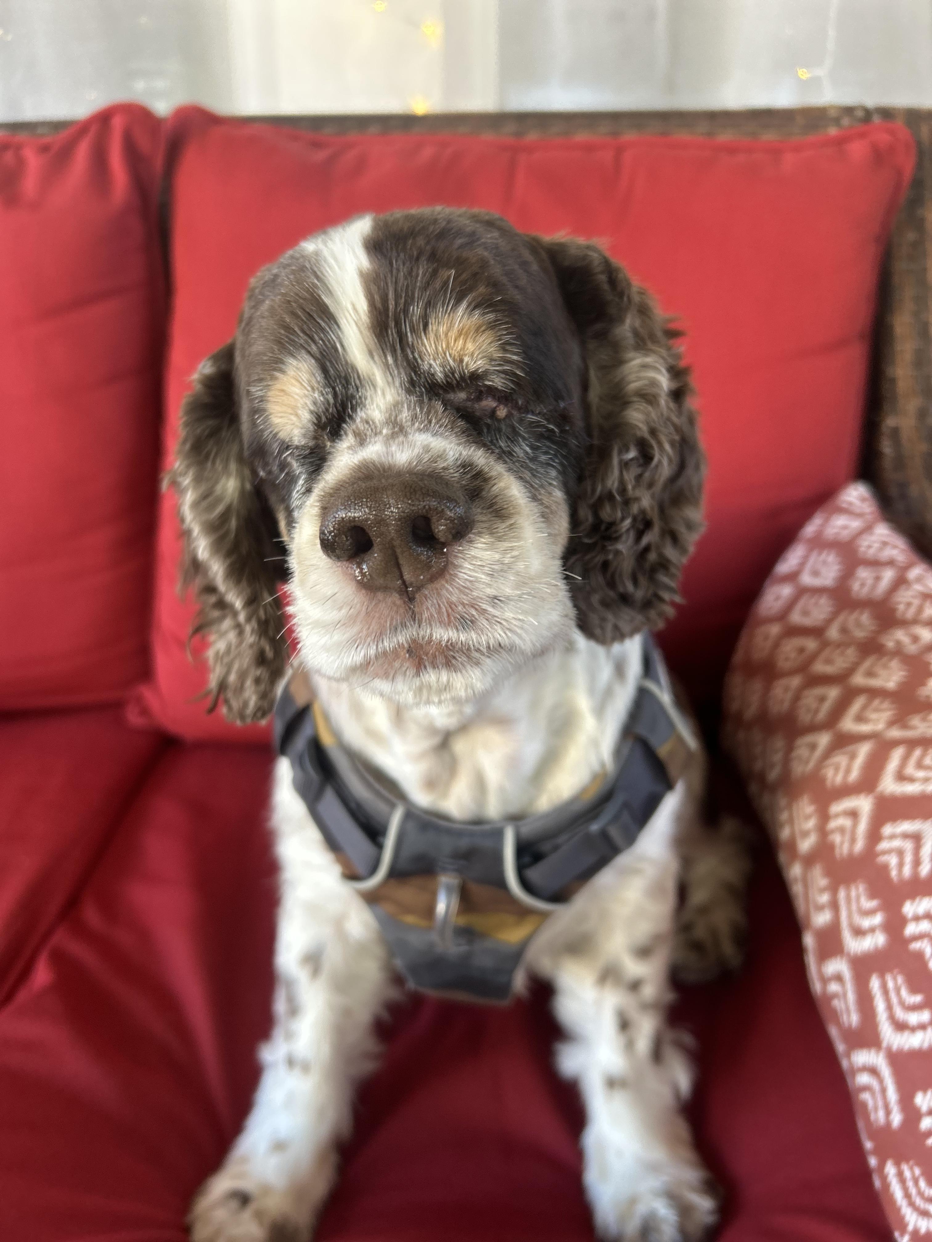 Enlarge Junior, a Adoptable Cocker Spaniel in Buffalo, NY image 6/6