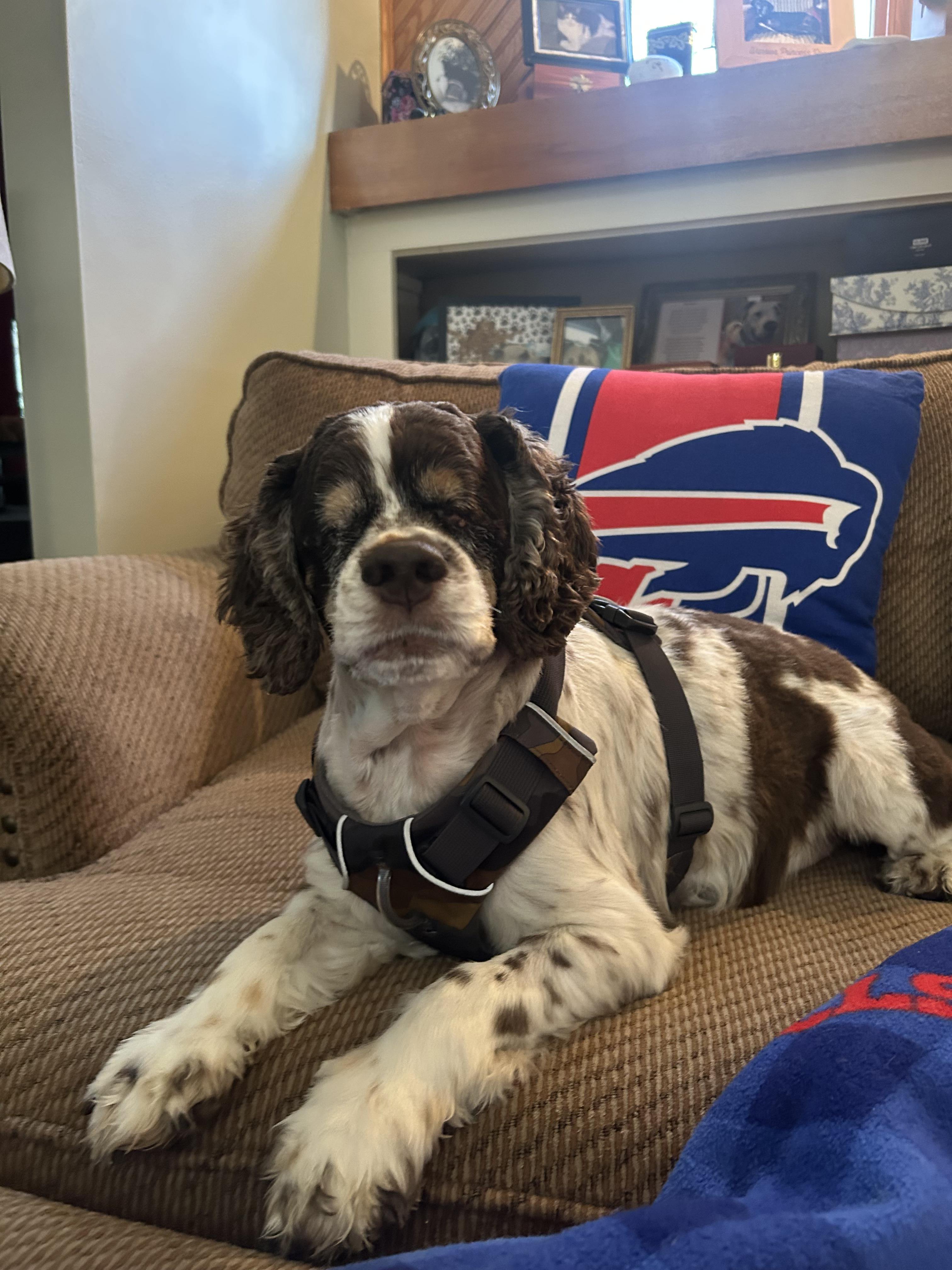 Enlarge Junior, a Adoptable Cocker Spaniel in Buffalo, NY image 5/6