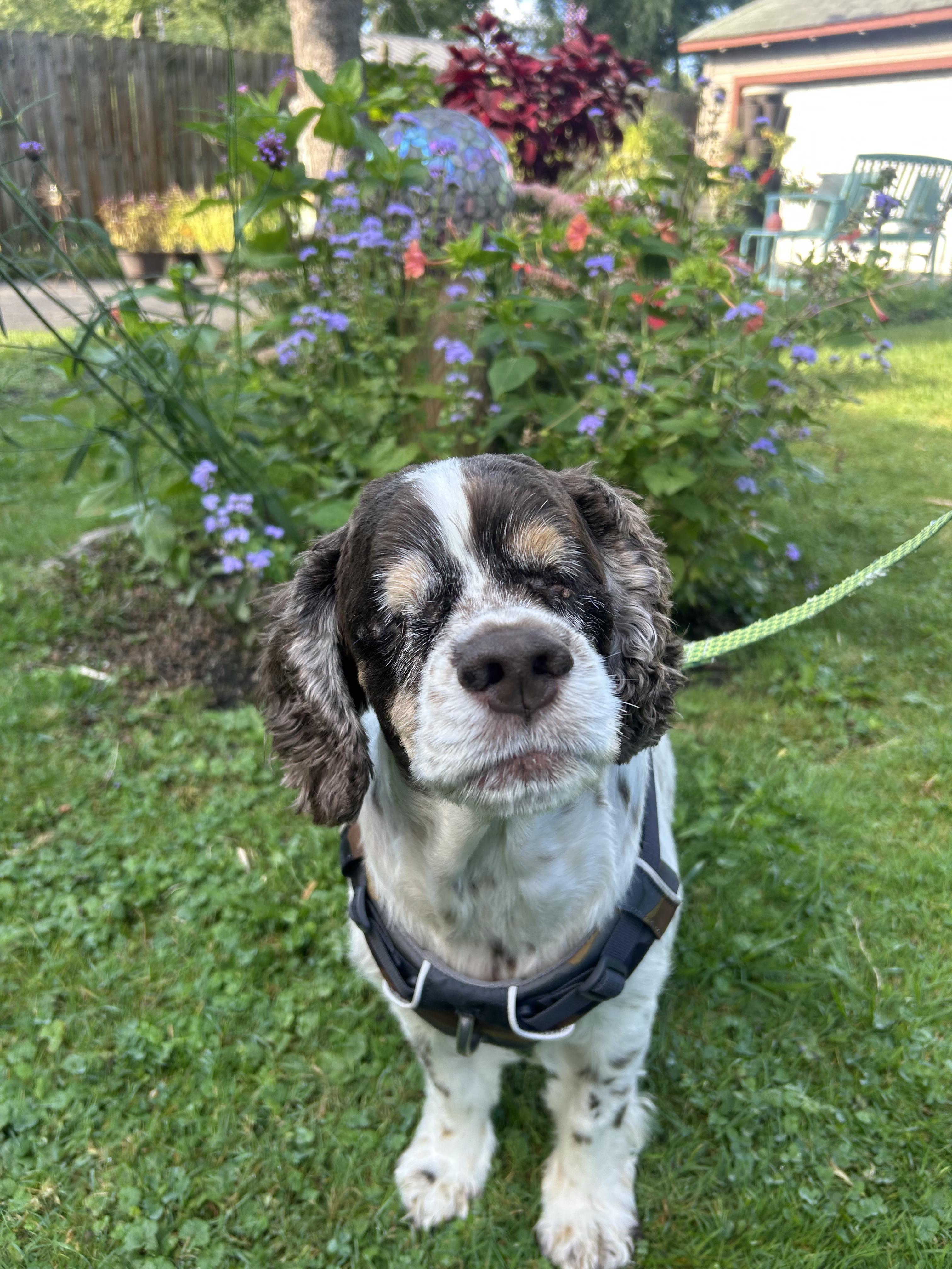 Enlarge Junior, a Adoptable Cocker Spaniel in Buffalo, NY image 2/6