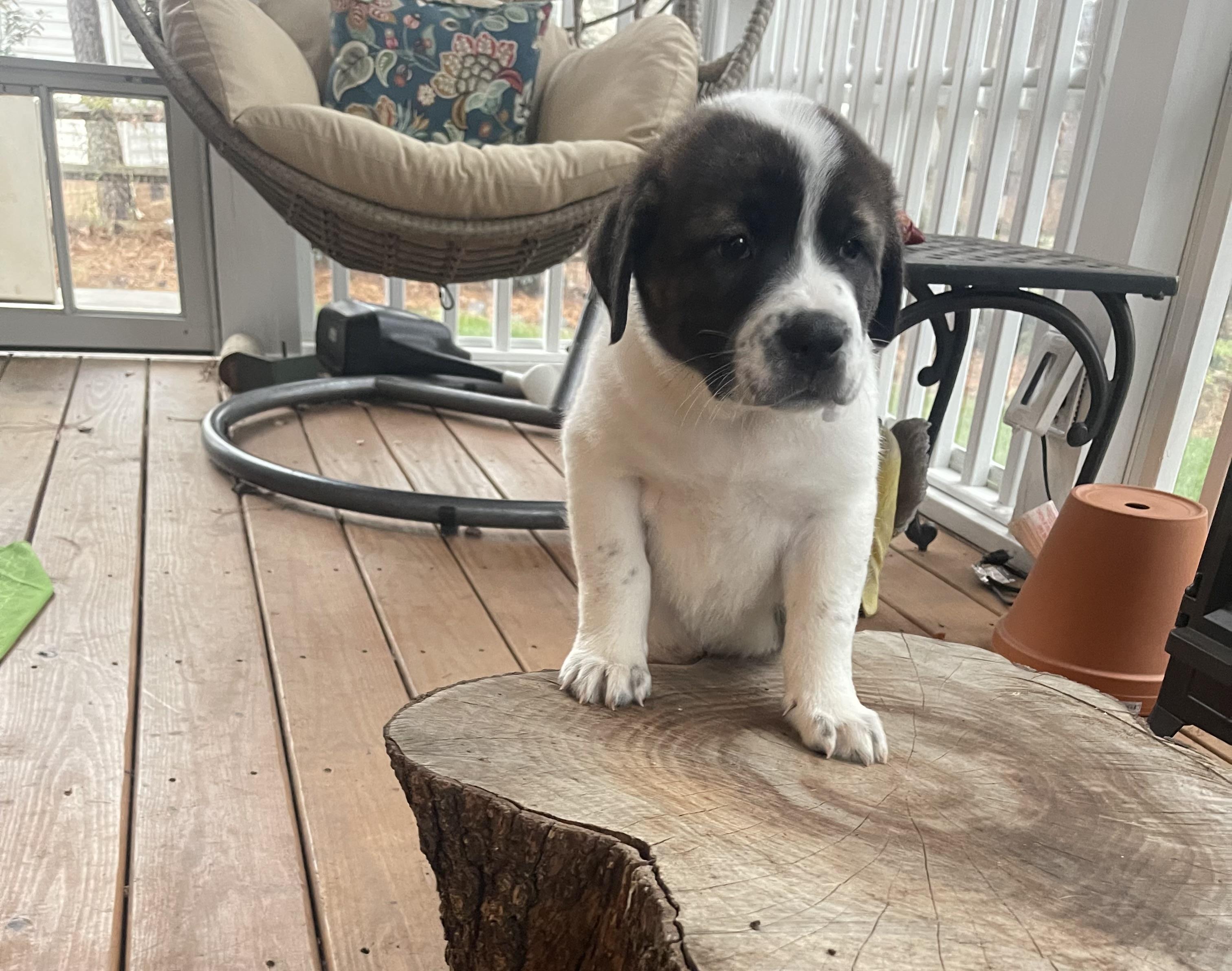 Enlarge Gingerbread , a ADOPTABLE mixed breed in Kannapolis, NC image 3/4