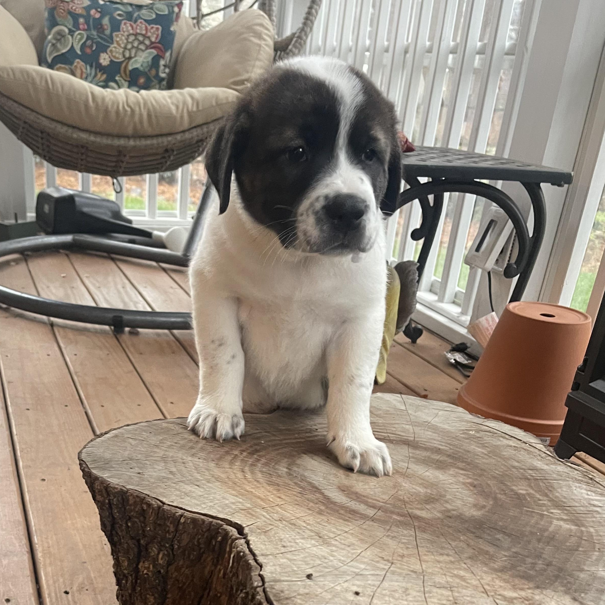 Gingerbread , a ADOPTABLE mixed breed in Kannapolis, NC image 3/4