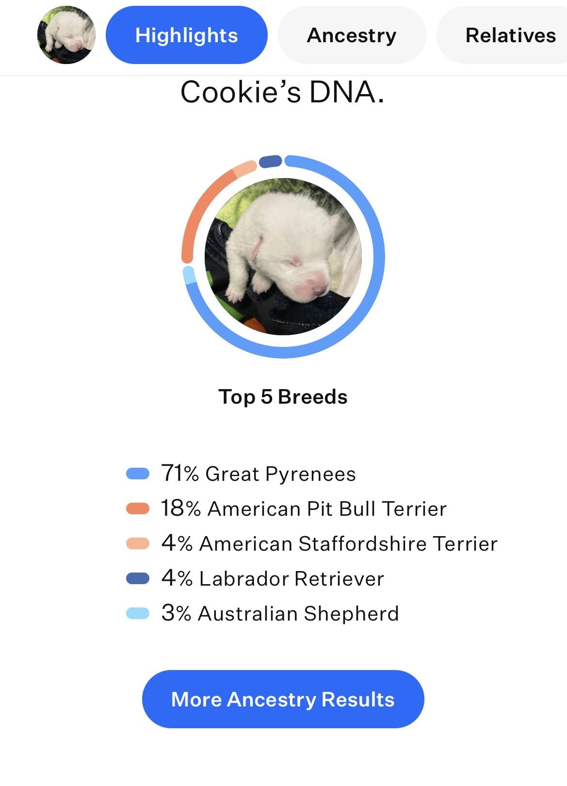 Enlarge Gingerbread , a ADOPTABLE mixed breed in Kannapolis, NC image 4/4