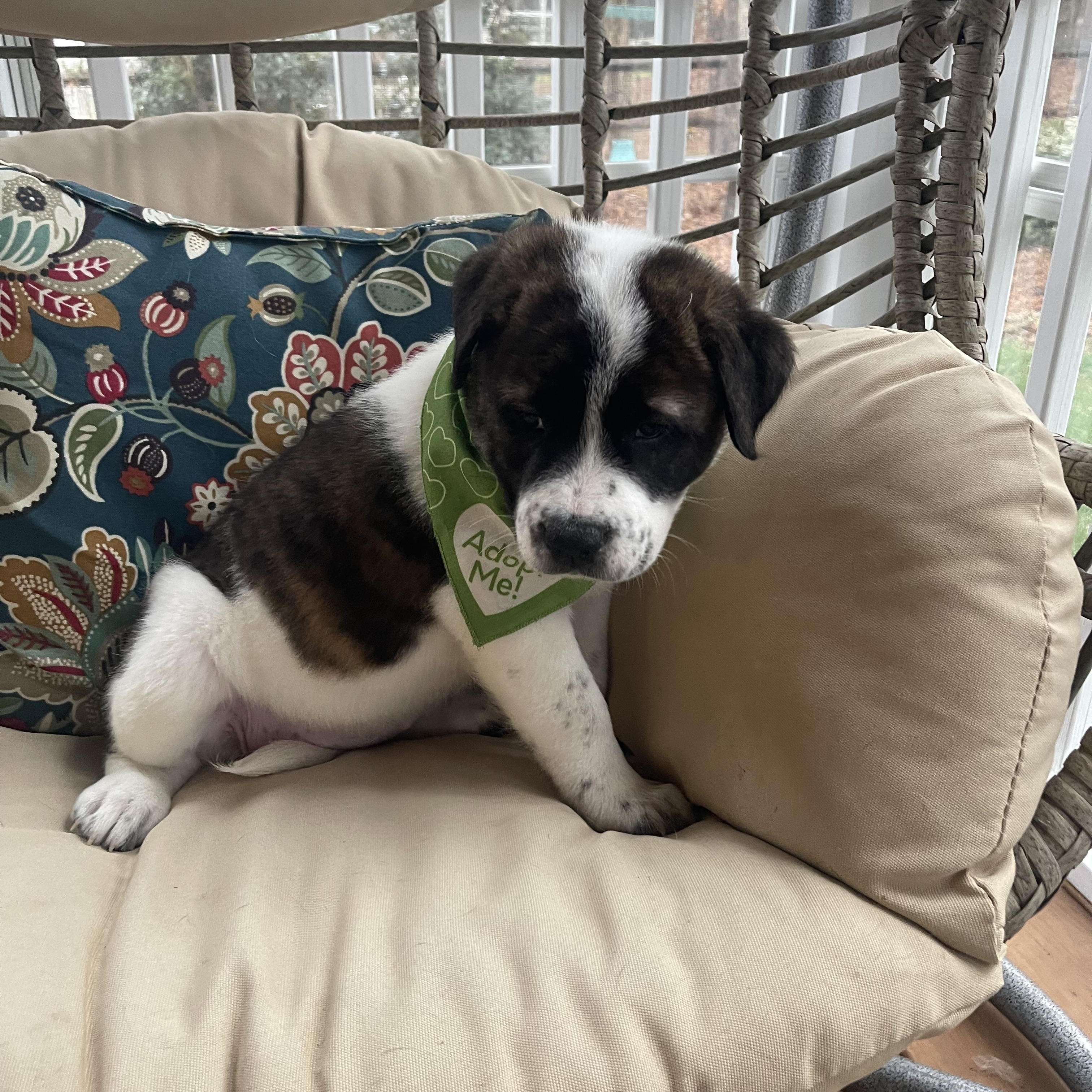 Enlarge Gingerbread , a ADOPTABLE mixed breed in Kannapolis, NC image 2/4