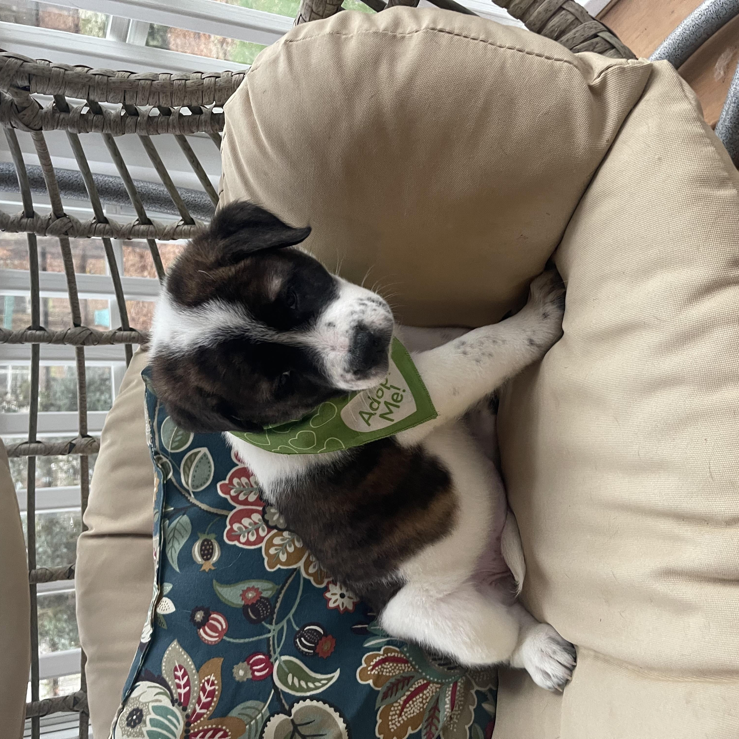 Gingerbread , a ADOPTABLE mixed breed in Kannapolis, NC image 2/4